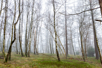 Obraz premium Birch tree forest in Dutch moorland landscape with grassy pasture and thick mist fog in the background. Winter wonderland weather conditions.