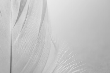 Fluffy bird feather on white background, closeup. Space for text