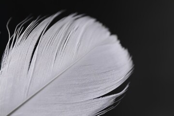 Fluffy white feather on black background, closeup