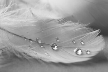 Fluffy white feather with water drops on light background, closeup