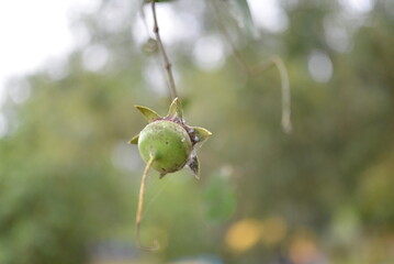 Closeup mangrove apple, Sonneratia caseolaris, Lythraceae with the blurred bokeh bacground