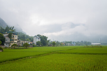 The green rice fields in the middle of the mountains in the valley, Asia, Vietnam, Tonkin, towards Hanoi, Mai Chau, in summer, on a cloudy day.