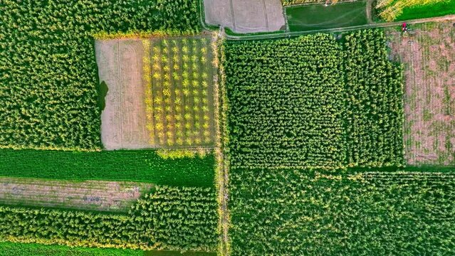 Topdown reveal shot of Indian farming land with multiple crops and a tractor in Uttar Pradesh, India