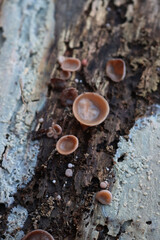 Close-up of orange cup mushrooms on a old rotten wooden board