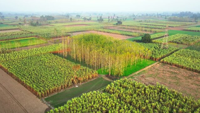 drone view of Poplar tree farm in multi crop farm with sugarcane and wheat crops in Uttar Pradesh, India. Timber farming in India. Carbon sequestration by agroforestry in India.