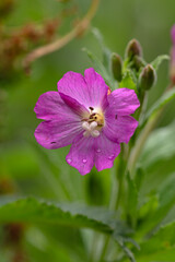 Close up image of great willowherb. Epilobium hirsutum