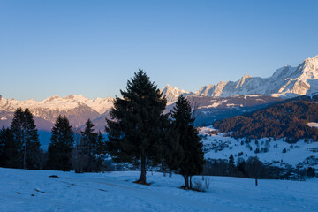 Fir trees in the Mont Blanc massif at sunset in Europe, France, Rhone Alpes, Savoie, Alps, in winter, on a sunny day.