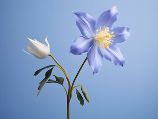 Columbine flower in studio background, single Columbine flower, Beautiful flower, ai generated image