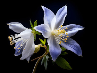 Fototapeta na wymiar Columbine flower in studio background, single Columbine flower, Beautiful flower, ai generated image