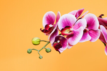 Obraz premium Pink orchid flower. Plant isolated on orange background. Empty copy space floral background. Vivid color botanical texture. Purple blossom. Spa center decorative wall.