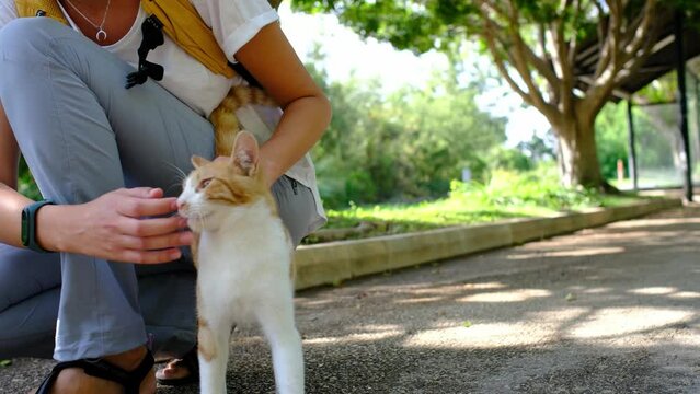 Homeless cat walking on summer Turkish park Antalya. Stray cat outdoors. young woman is petting stray cat. The concept of good treatment of animals and help.
