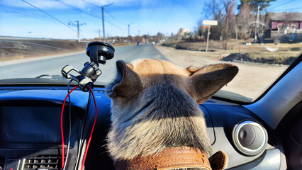 Dog German Shepherd in the car during travel. Russian eastern European dog veo in trip - obrazy, fototapety, plakaty