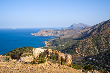 Goats by the roadside in the arid mountainous countryside , in Europe, Greece, Crete, towards Chania, By the Mediterranean sea, in summer, on a sunny day.