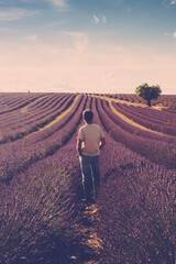 One standing man look the lavender field around him - human and beautiful travel scenic nature...