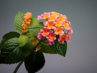 Common Lantana flower in studio background, single Common Lantana flower, Beautiful flower, ai generated image