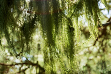 Pine branches with moss and lichen. Tenerife, Canary Islands, Spain
