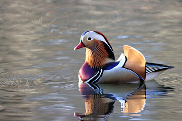 Mandarin Duck