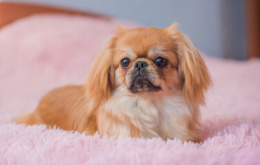 Cute Pekingese on a pink couch. Young golden light Doggo at home, close up portrait 