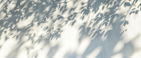 trees branch and leaf with shadow on a white concrete wall. Sunlight on a gray wall,  sunny day scene for product presentation. 
 - obrazy, fototapety, plakaty