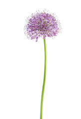  Allium flower of  lilac color isolated on white background.