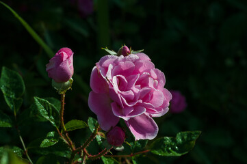 the beauty of roses