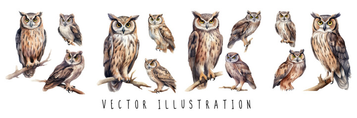watercolor owl hand drawn collection set standing on a tree branch Owl painting. vector illustration