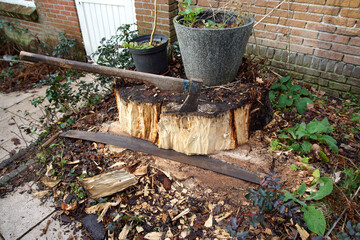 The sawn-off trunk is shortened by using a Two Man Crosscut Saw and an axe. Sick horse-chestnut or conker tree (Aesculus hippocastanum). Winter, December, Netherlands - obrazy, fototapety, plakaty