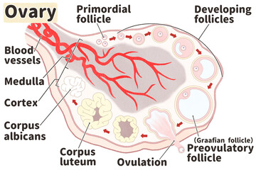 Folliculogenesis stages labeled diagram Ovarian follicle development PNG