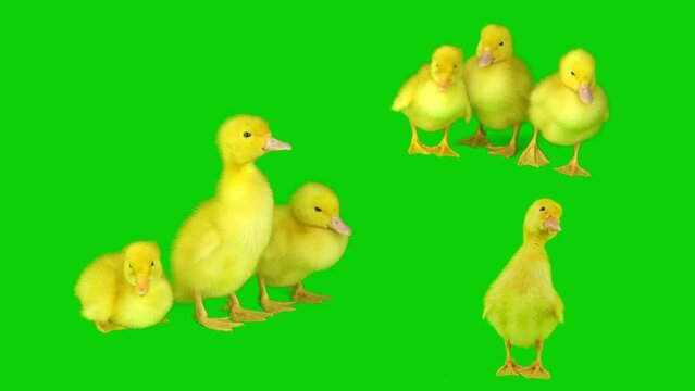 Duckling yellow set isolated on green background screen