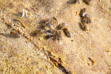 Bees swarming on vintage textile background..