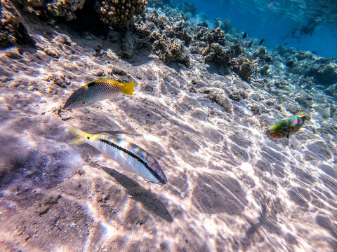 Forsskal goatfish (Parupeneus forskali) and Checkerboard wrasse (Halichoeres hortulanus) on sand sea ​​bottom at the Red Sea coral reef..