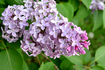 cluster of common lilac with green leaves on background close up