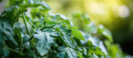 Focused on green leaves of tomato plants in the garden. - Powered by Adobe