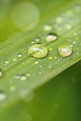 leaf with drops