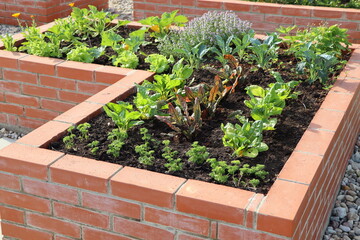 A modern vegetable garden with raised briks beds . .Raised beds gardening in an urban garden growing plants, herbs, spices, berries and vegetables
