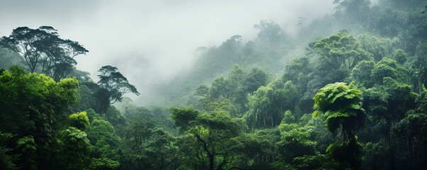 view of tropical forest with fog in the morning during the rainy season	
 - obrazy, fototapety, plakaty