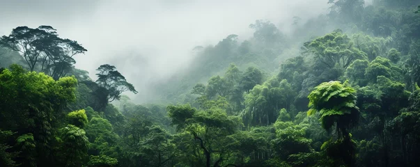 Foto op Plexiglas Mistige ochtendstond view of tropical forest with fog in the morning during the rainy season  