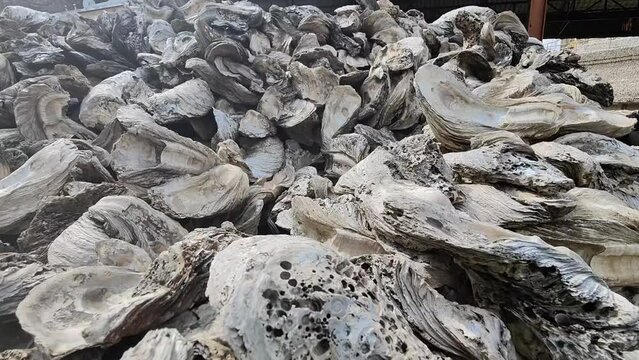 Close up Oyster Shell Fossils