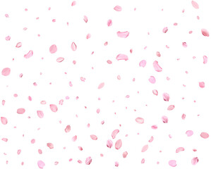 Japanese Spring petals cherry.