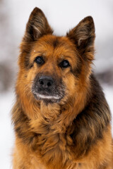 German Shepherd portrait closeup, German shepherd eyes, German shepherd head, dog portrait closeup, dog head, dog eyes, detailed, 