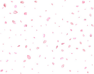 Japanese Spring petals cherry.