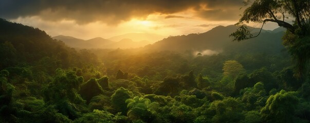 tropical forest with fog in the afternoon during the rainy season - obrazy, fototapety, plakaty