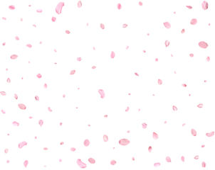 Japanese Spring petals cherry.