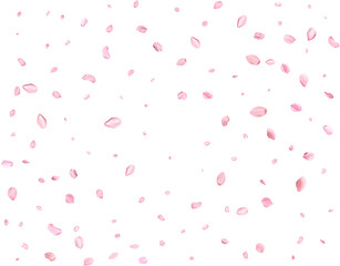 Japanese Spring petals cherry.