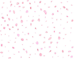 Japanese Spring petals cherry.