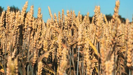 Wheat spikelets perform whimsical dance in light breeze in sunlight slow motion. Wheat field amazed by vastness waves in summer breeze. Wheat field with golden waves running through closeup