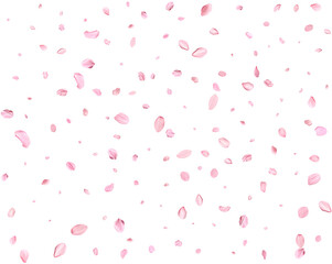 Fototapeta na wymiar Pink Spring Japanese Cherry petals.