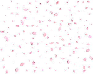 Pink Spring Japanese Cherry petals.