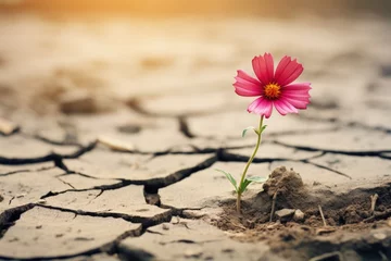 Foto op Plexiglas Landscape with beautiful flower in cracked and infertile soil, concept of hope. Generative AI © Deivison