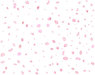 Pink Spring Japanese Cherry petals.